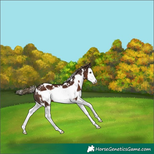 Horse Color:White Spotted Liver Chestnut Splash Frame 