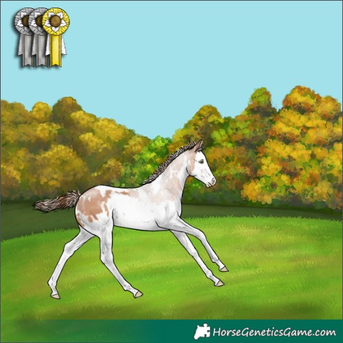 Horse Color:White Spotted Bay Pearl Splash 