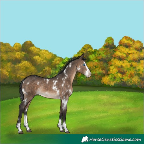 Horse Color:White Spotted Brown Dun Splash Rabicano 