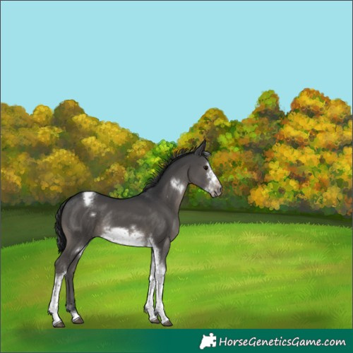 Horse Color:Black Tobiano Frame Rabicano 