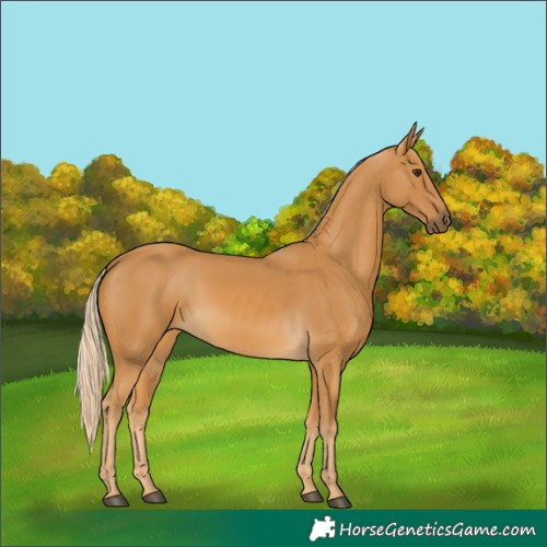 Horse Color:Palomino 