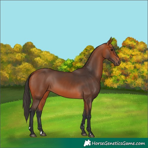Horse Color:Bay 