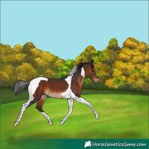 Horse Color:Brown Tobiano 
