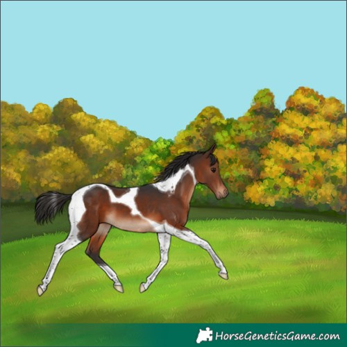 Horse Color:Brown Tobiano 