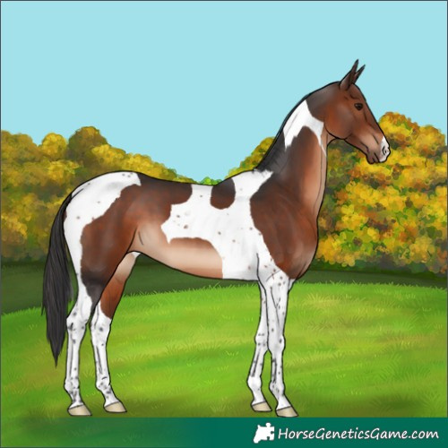 Horse Color:Brown Tobiano 