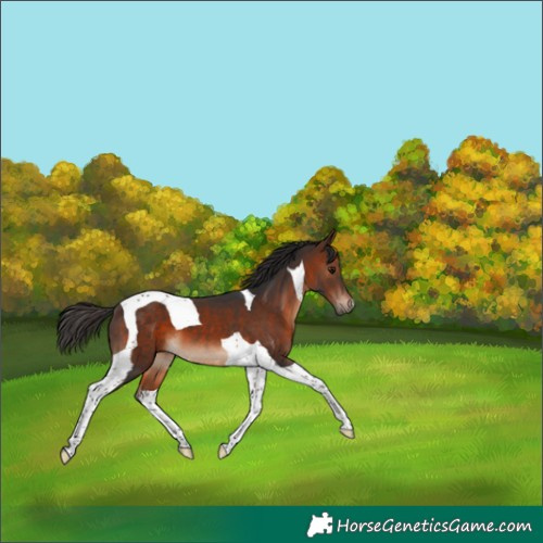 Horse Color:Brown Tobiano 