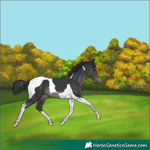 Horse Color:Black Tobiano 