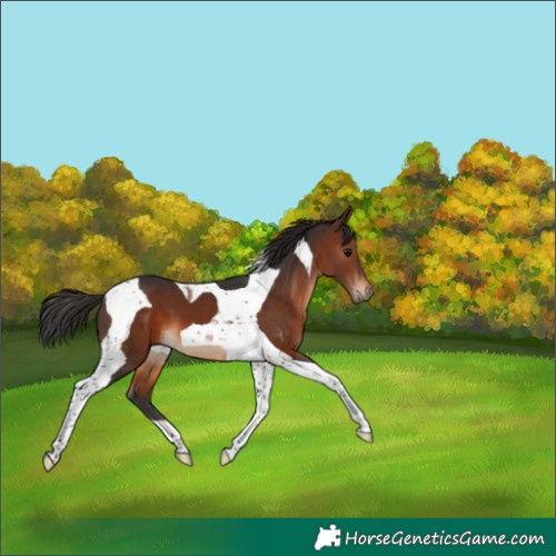 Horse Color:Brown Tobiano 