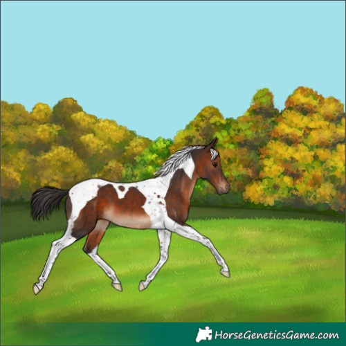 Horse Color:Brown Tobiano 