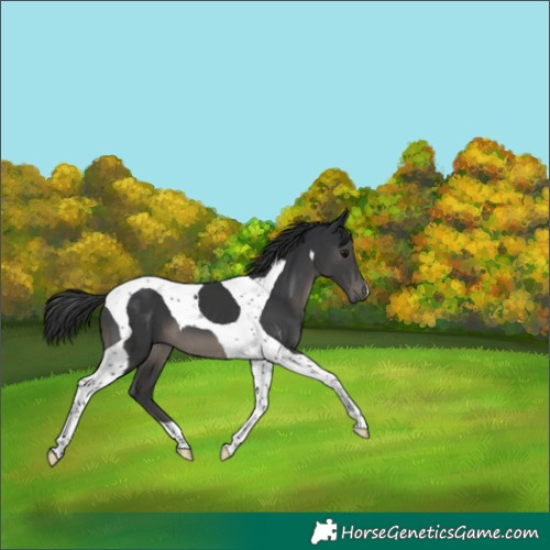Horse Color:Black Tobiano 