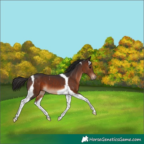 Horse Color:Brown Tobiano 