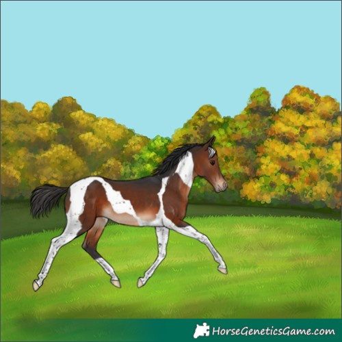 Horse Color:Brown Tobiano 