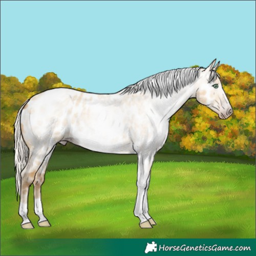 Horse Color:Gray Silver Amber Cream Champagne Roan Dun Splash Tobiano Frame Appaloosa Rabicano 