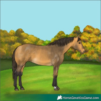 Horse Color:Buckskin 