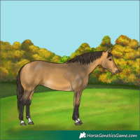 Horse Color:Buckskin 