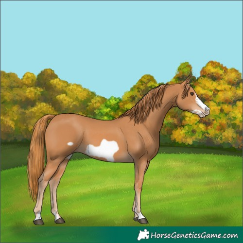 Horse Color:Chestnut Frame 
