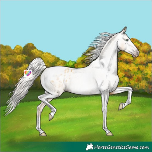 Horse Color:Gray Silver Amber Cream Champagne Roan Dun Splash Tobiano Frame Varnish Rabicano