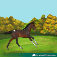 Horse Color:Bay Tobiano Varnish 