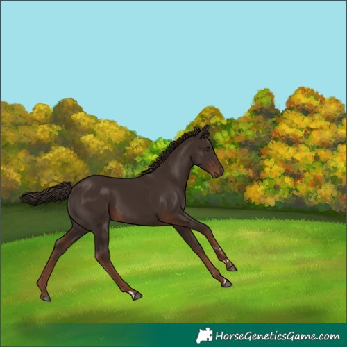 Horse Color:Liver Chestnut 