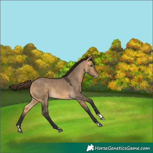 Horse Color:Buckskin Dun Appaloosa 