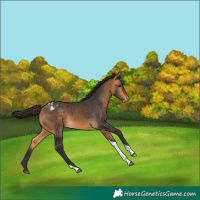 Horse Color:Buckskin Tobiano Varnish 