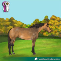 Horse Color:Buckskin Rabicano 