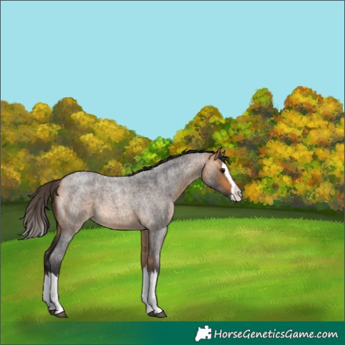 Horse Color:Buckskin Roan Splash 