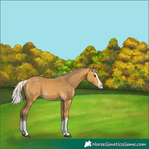 Horse Color:Silver Buckskin Splash 
