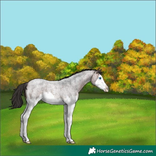 Horse Color:Bay Roan Splash 