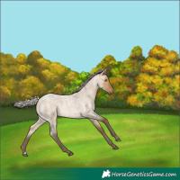 Horse Color:Silver Buckskin Roan Dun Rabicano 