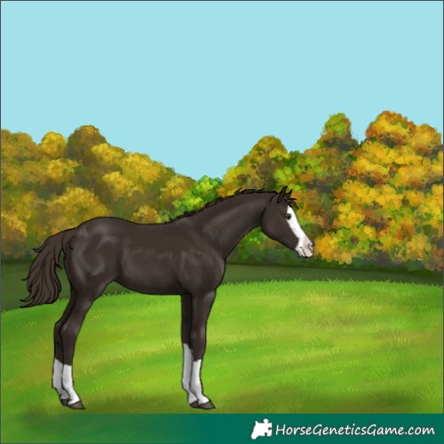 Horse Color:Liver Chestnut Splash 