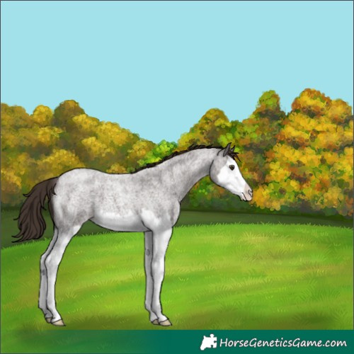 Horse Color:Liver Red Roan Splash 