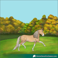 Horse Color:Palomino Dun Splash Rabicano 