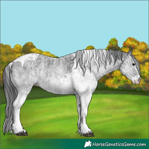 Horse Color:White Spotted Blue Roan Rabicano  and White Spotted Black Tobiano Rabicano 