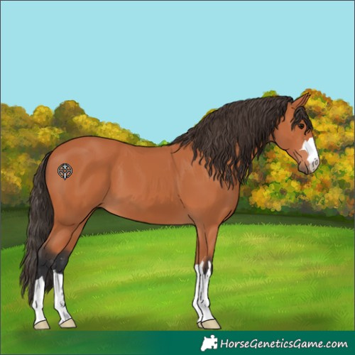 Horse Color:Bay 