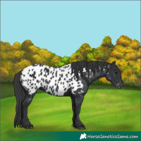 Horse Color:Black Near Leopard 