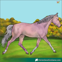 Horse Color:Watercolor Silver Buckskin Dun Tobiano 