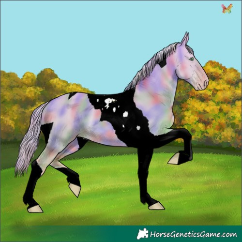 Horse Color:Nacre Gold Cream Champagne Dun Tobiano
