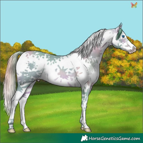 Horse Color:Watercolor Sable Cream Champagne Splash Tobiano Frame Rabicano 