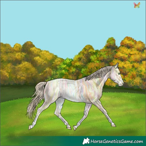 Horse Color:Gold Cream Champagne Ice Sabino 
