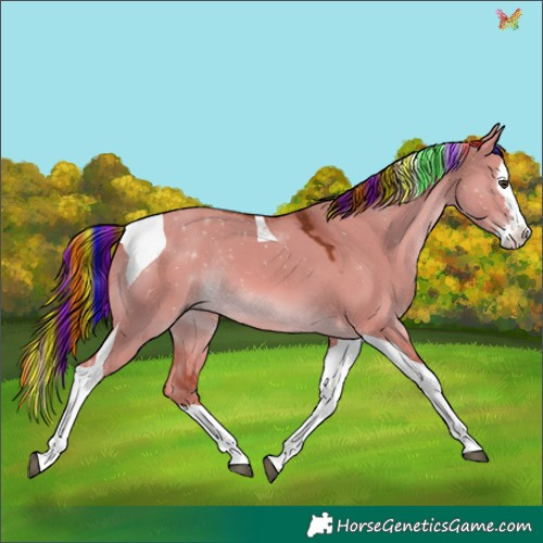 Horse Color:Painted Red Dun Splash Tobiano Rabicano 