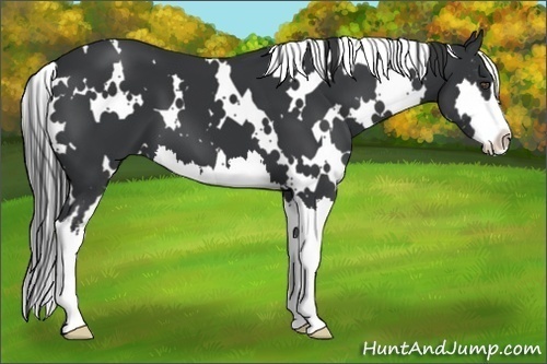 Horse Color:White Spotted Black Splash Frame 
