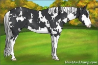 Horse Color:White Spotted Black Splash Frame 