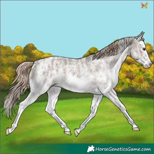 Horse Color:Liver Red Dun Ice Sabino Splash 