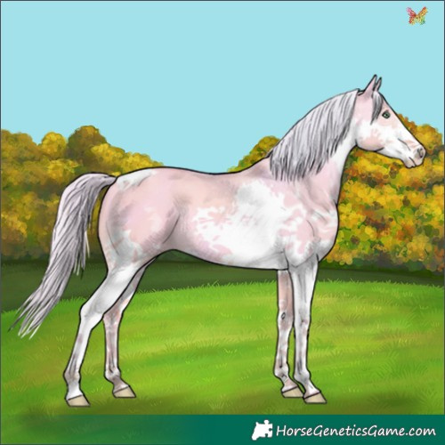 Horse Color:Watercolor Silver Amber Cream Champagne Dun Splash Tobiano 