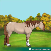Horse Color:Red Dun Tobiano 