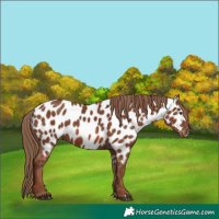 Horse Color:Chestnut Near Leopard 