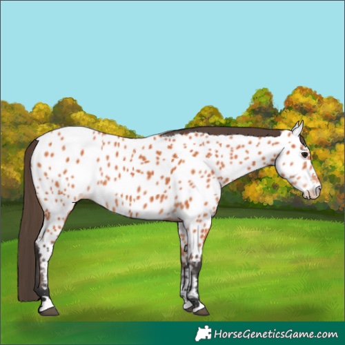 Horse Color:Bay Appaloosa 