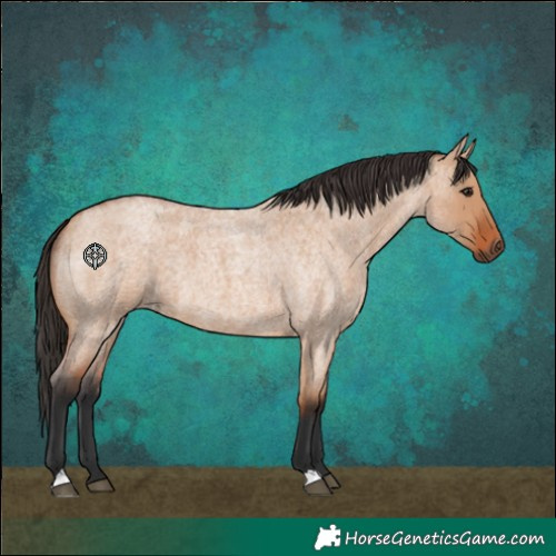 Horse Color:Bay Roan Dun 