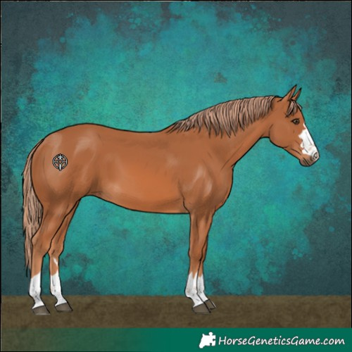 Horse Color:Chestnut 